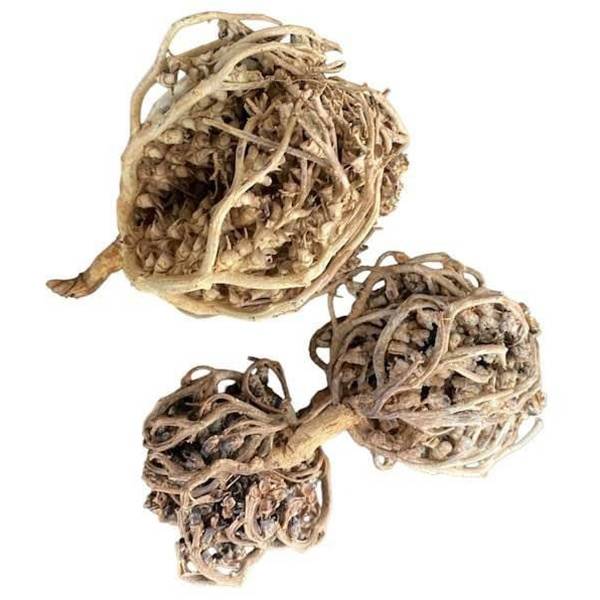 Rose de Jéricho (Fleur de la Résurrection) – Rituel de Renaissance